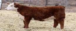LOT 285-289 PEREZ CATTLE CO REGISTERED HEREFROD HFS.