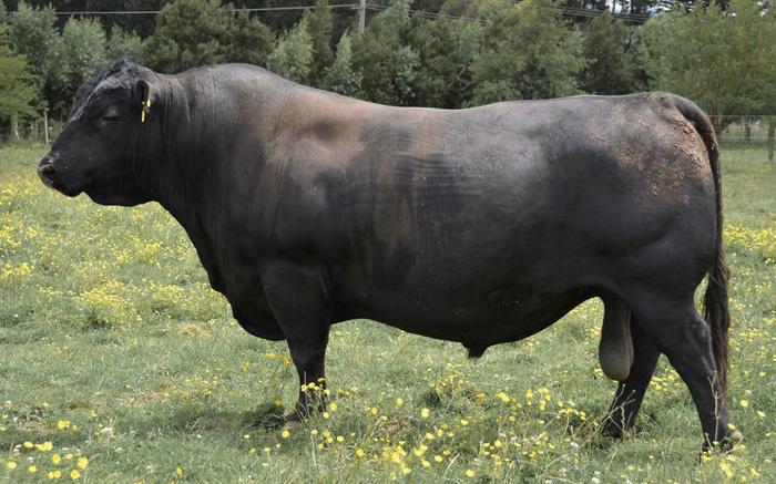 GLENOC INMAN 221 (AI) Established in 1971, Sandon Glenoch Angus (SGA) is owned and operated by the Boshammer family and Jack Atkin, and is primarily located near Chinchilla in Southern Queensland.