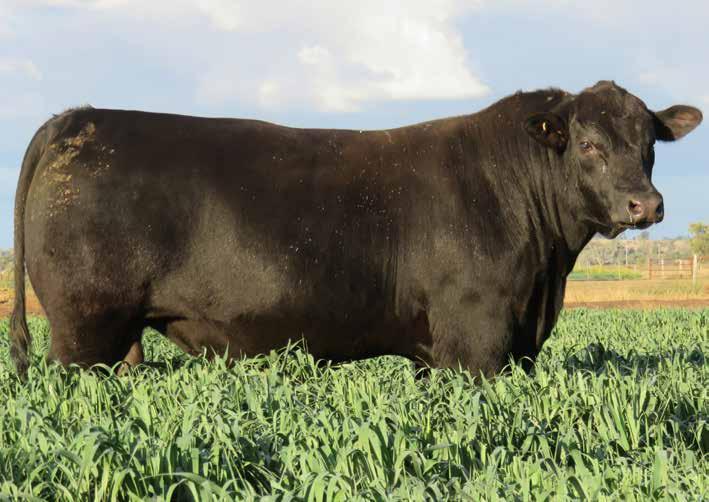 Burenda Laugh L338 FEATURE LOT 9 One of a number of top Burenda sired bulls in this year s Roma sale draft. Terrific EBV s, in fact up with some of the best bred bulls in Australia.