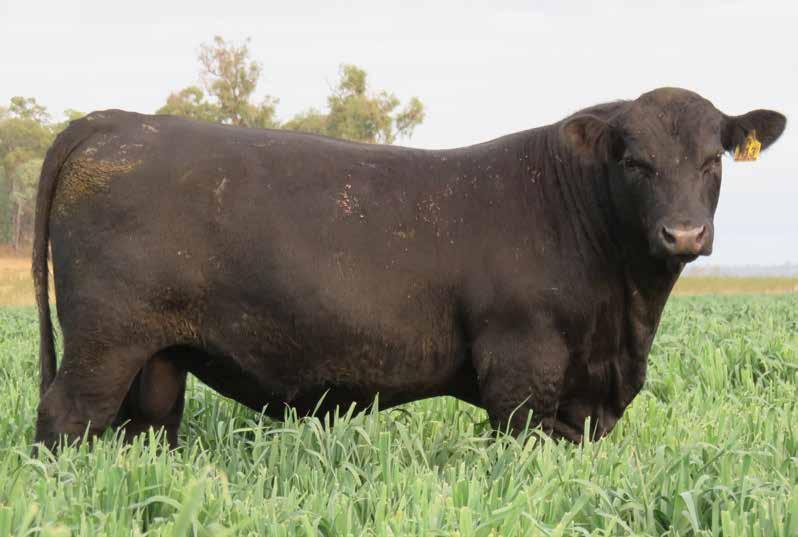 A Geiger Counter son with many pluses and was a favourite after scanning in 2016 and was used after our AI programs last spring. A potential sire for any herd.