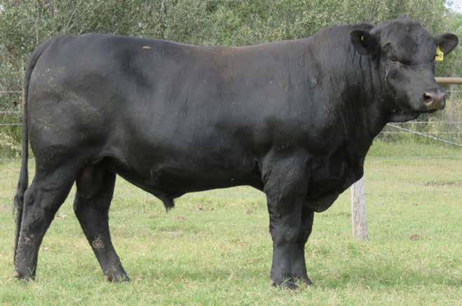 FEATURE LOT Lot 8 Burenda Lasting L152 (AI) Plenty of bone, length, weight, fantastic EBV s along with a docile nature and good clean coat.