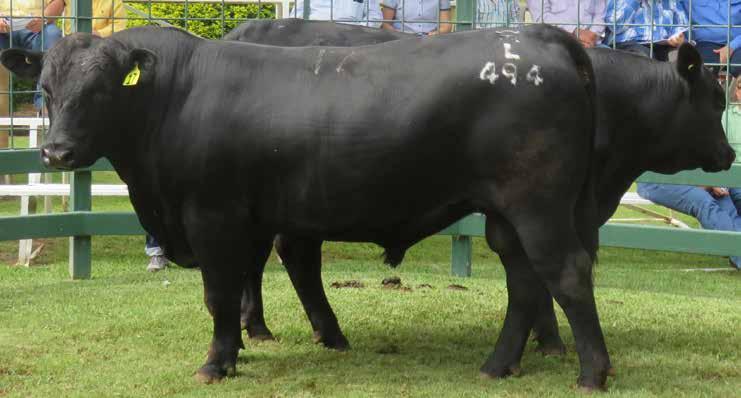 Burenda Highlights of 2016-2017 Blackall Black Stump Bull Sale 21st March 2017 22 x 19 month old bulls offered with 100% clearance for an average of $5386 with a top price of $11000.