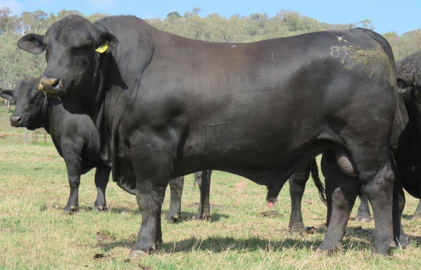 Burenda Clermont and Sale 6th October 2016 65 bulls offered with a 100% clearance an average of $7500. The top price bull was Lot 45 Burenda Kilt K833 who sold for $14000.