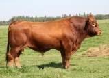 Red Angus 67