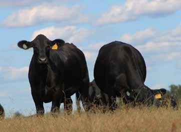 Commerical Bred Heifers This year s offering of Big D Ranch Commercial Ultrablack bred heifers is one that