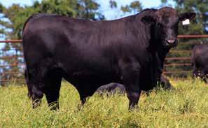SEMEN PACKAGE How awesome are these 3 Bulls from a profit standpoint of mind. Sure to take our program and yours to all new levels!