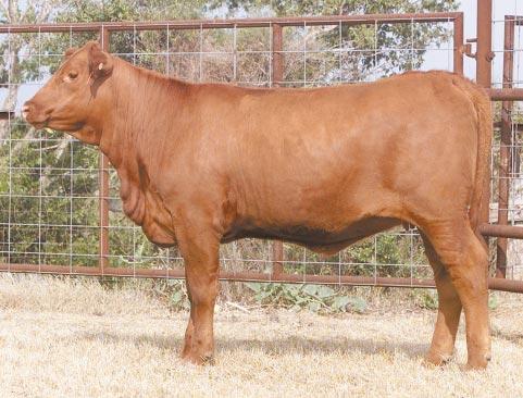 LOT 17 Ms R2 80M R#: 120632 Calved: 10/9/02 Red Brangus Percentage: BR 23% Herd ID: 80M Breeding: Open Deep-bodied and well-balanced Strong top-line Lots of bone, yet very feminine BHC Stryker GMT