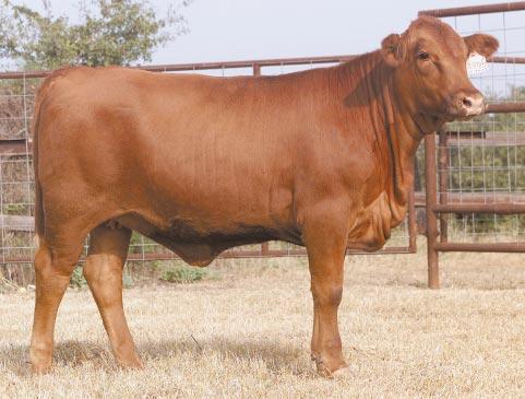 LOT 23 Ms R2 280M R#: 120633 Calved: 10/20/02 Red Brangus Percentage: BR 22% Herd ID: 280M Breeding: Open Thick and deep-bodied The late John Joyce picked her dam as the best cow on the place Lman