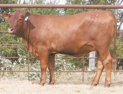 LOT 27 Ms R2 Cassandra 047M R#: 120573 Calved: 2/1/02 Red Brangus Percentage: BR 37% Herd ID: 047M Breeding: Bred Clean, deep-bodied AI d on 4/24/03 to M&M Prototype 2400.
