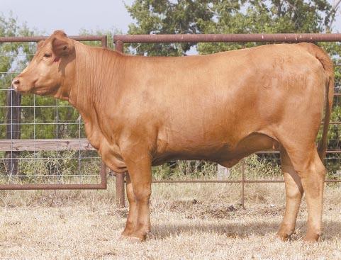 LOT 30 Ms R2 Chev 071M R#: 120576 Calved: 2/16/02 Red Brangus Percentage: BR 25% Herd ID: 071M Breeding: Bred Clean lined AI d on 4/24/03 to M&M Monument 14/0.