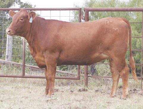 5% Herd ID: 72M Breeding: Bred Well balanced, feminine and very clean AI d on 4/24/03 to Talento de RockBrook 895H3. Pasture exposed to Mr. R2 Special Edition 201L from 5/7/03 to 6/24/03.