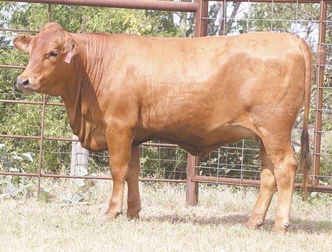 LOT 33 Ms R2 Extra Cinco 91M R#: 120579 Calved: 3/3/02 Red Brangus Percentage: BR 25% Herd ID: 91M Breeding: Bred AI d on 4/24/03 to M&M Monument 14/0.