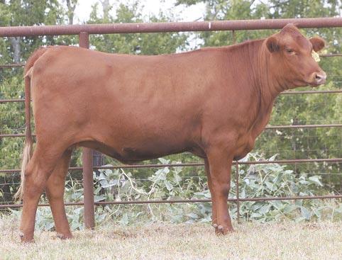 LOT 36 Ms R2 JW Amy 121M R#: 120582 Calved: 2/18/02 Red Brangus Percentage: BR 25% Herd ID: 121M Breeding: Bred Very clean, growthy and deep red AI d on 4/24/03 to M&M Monument 14/0.
