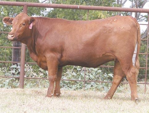 LOT 39 Ms R2 Hook M 317M R#: 120585 Calved: 2/12/02 Red Brangus Percentage: BR 25% Herd ID: 317M Breeding: Bred Very deep-bodied, much capacity, easy keeper AI d on 4/24/03 to M&M Monument 14/0.