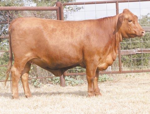 61 Performance: BW: 75 (98) WW: 520 (101) LOT 40 Ms R2 Oakway Better 380M2 R#: 120586 Calved: 2/6/02 Red Brangus Percentage: BR 25% Herd ID: 380M2 Breeding: Bred Excellent Section M bloodlines, very