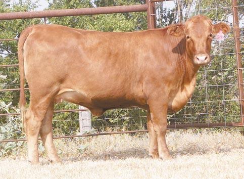 LOT 42 Ms R2 Piper 523M R#: 120588 Calved: 4/11/02 Red Brangus Percentage: BR 25% Herd ID: 523M Breeding: Bred LOT 43 Ms R2 MA Double X 619M R#: 120589 Calved: 2/21/02 Red Brangus Percentage: BR 37.