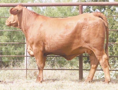 LOT 46 Ms R2 Anna Mark 848M R#: 120594 Calved: 2/18/02 Red Brangus Percentage: BR 37% Herd ID: 848M Breeding: Bred Clean, growthy AI d on 4/24/03 to M&M Prototype 2400.