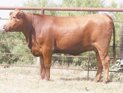 LOT 52 Ms R2 57L2 R#: 120603 Calved: 9/13/01 Red Brangus Percentage: BR 25% Herd ID: 57L2 Breeding: Bred Balanced and clean Pasture exposed to Mr. Section M 991/8 from 3/3/03 to 4/30/03.