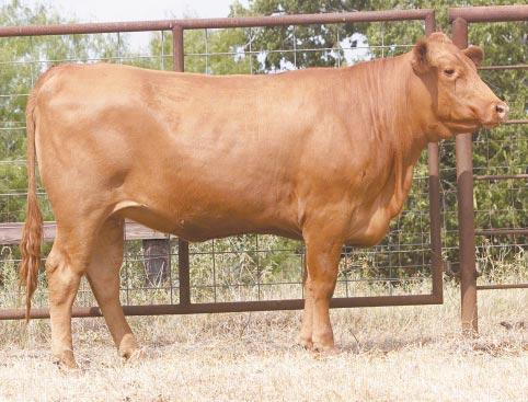 LOT 55 Ms R2 276L R#: 120641 Calved: 9/25/01 Red Brangus Percentage: BR 25% Herd ID: 276L Breeding: Bred Very clean Pasture exposed to Mr. Section M 991/8 from 3/3/03 to 4/30/03.