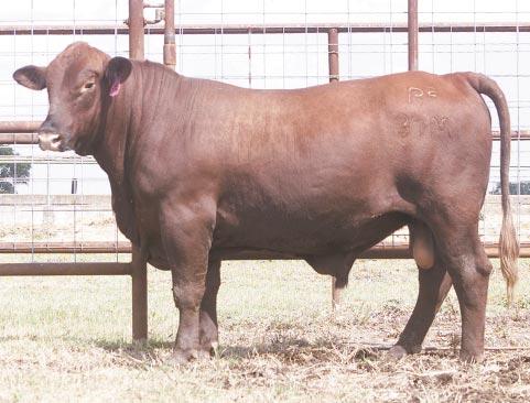 Spring 2002 Bulls Lots 64-75 This is a tremendous set of young bulls.