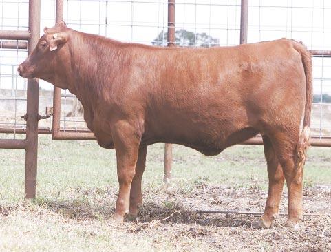 LOT 12 Ms R2 Super Clean 679N R#: 120615 Calved: 3/6/03 Red Brangus Percentage: BR 25% Herd ID: 679N Breeding: Open Moderate framed M&M Style 571/6 M&M Trademark 768/9 Miss Red Excel 768/3 BB 6015