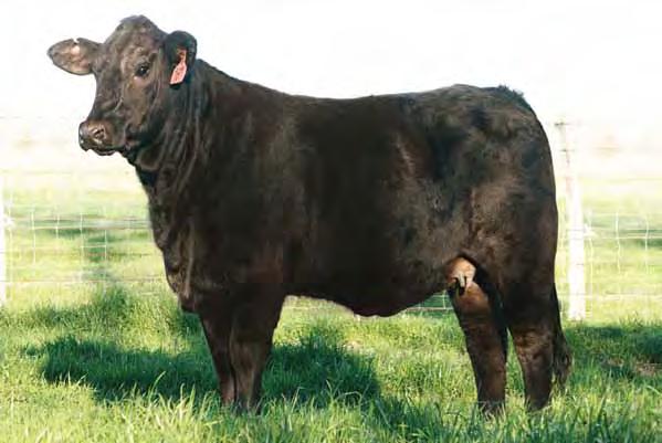 nother outstanding MC Abrams 468T22 daughter, there is so Amuch to like in these Abrams cattle.