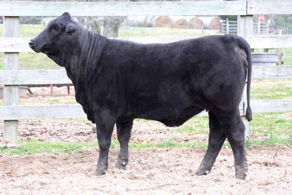 f you have been following the Brangus breed for any length Iof time you realize that CRC-IFCC Magnum 331T cattle have been catching everyone s attention.