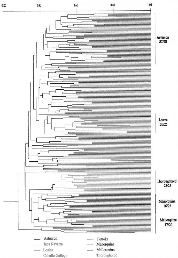 44 CanÄ on, Checa, Carleos et al. Fig. 2. UPGMA dendrogram constructed from the pairwise distances inferred from microsatellite data between 263 individuals from eight horse breeds.