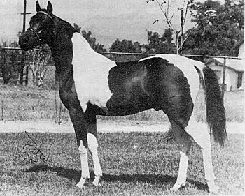 PINTO PINTO The Pinto Horse Association (PtHA) is a color registry for pinto horses with at least one parent registered in any light horse breed (Appaloosa and Draft breeds are not allowed).