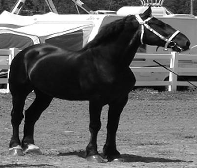DRAFT HORSES BELGIANS The Belgian is known as the widest, deepest, most compact, most massive, and lowest set draft breed. It is extremely quiet, docile, and patient.