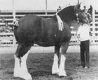 It was imported from Scotland and Canada in the early 1870s. More rangy and lighter than other draft breeds, the stallions average from 1,700 to 1,900 pounds and stand 16 to 17 hands high.
