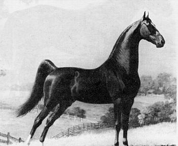Photo courtesy AMHA AMERICAN SADDLEBRED The American Saddlebred, also called the American Saddlehorse, was developed in America in colonial times from a Thoroughbred sire, Denmark, bred to a pacer.