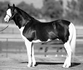 AMERICAN QUARTER HORSE The American Quarter Horse originated during the colonial period, primarily in Virginia and the Carolinas.