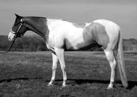 Quarter Horses are characterized by heavier muscling than other breeds, particularly in the thigh, gaskin, and forearm.