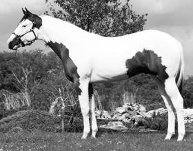 Mature horses usually stand from 14-3 to 16 hands high, though they may be taller, and usually weigh from 1,100 to 1,300 pounds. The predominant colors are sorrel, chestnut, bay, black, and dun.