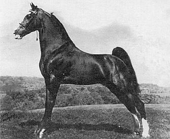 The stallion that contributed the most to the breed was named Allen.