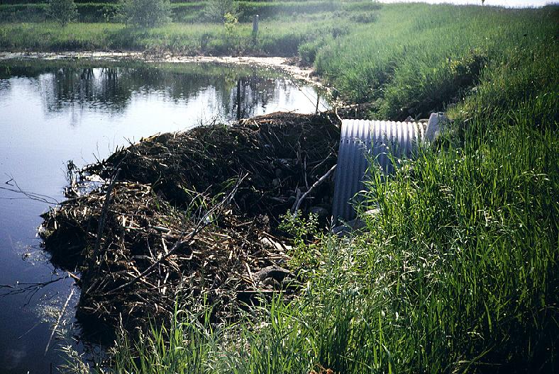 Beavers are particularly adept at manipulating their environment to suit their needs. They instinctively build dams to raise water levels and increase the area covered by water.