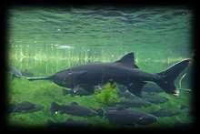 Who? When? How? Mapping the chain of legal source 15 e.g. United States paddlefish The MA checks for Where the specimen was harvested?