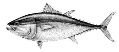 (555 kg) Pacific Blue Fin Tuna Unlike most fishes, blue fin tuna are warm-blooded and can heat their bodies to temperatures warmer than the surrounding water.