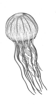 (1 m) diameter of bell Like other jellies, this animal drifts with ocean currents. It catches food with its stinging tentacles (painful to people).