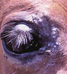COURTESY DR. MARIANNE SLOET midline, but can also be found in the forelegs, chest, eyelids, and withers.