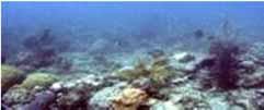 causes 60% decline in coral