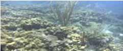 Virgin Islands Coral Reefs,