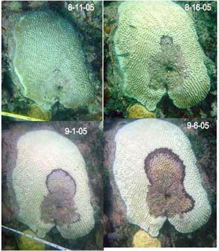 Bleaching and coral disease - Bleaching leaves corals more vulnerable to disease