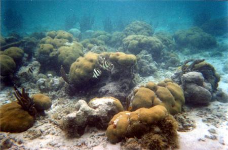 The Status of Coral Reefs Coral reefs are among the most threatened coastal ecosystems