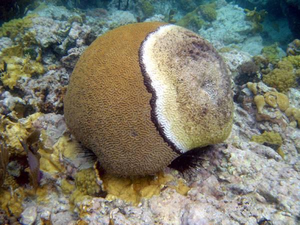 The Status of Coral Reefs Severe impacts to coral reefs can also result from