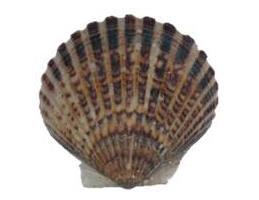 Scallops Sea scallop pricing has stabilized after great catches over the past few weeks have driven prices lower.