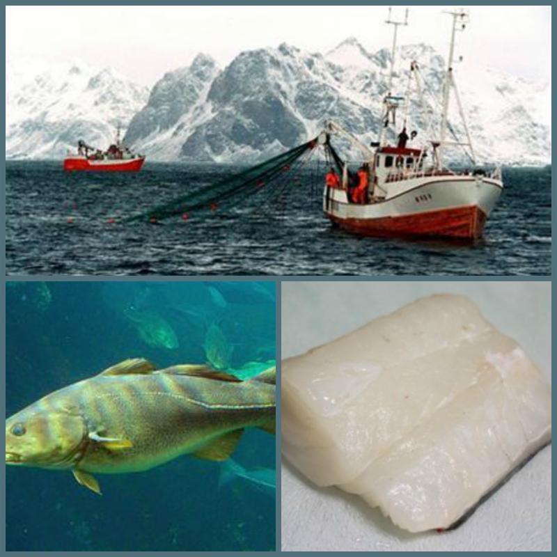 NORWEGIAN SKREI COD SPECIAL $8.95 Fillets/$10.95 Loins Skrei is the Norwegian word for adult cod and if you are eating in the right places, you might start seeing more and more of this fish.
