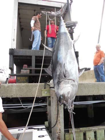 FISHING REPORT Tuna Pics from the off-loading... 3 giant tuna for sale unreal! Report By: Kevin (kkirsh@midlomechanical.com) via Lucian The one with the head on was 979lbs.