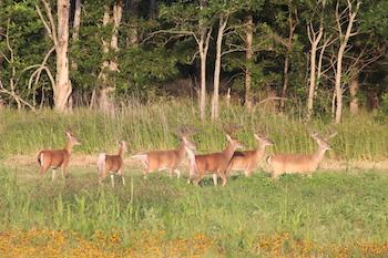 Annually, numerous bucks exceeding 200 B&C are harvested and continue to breed within the preserve.